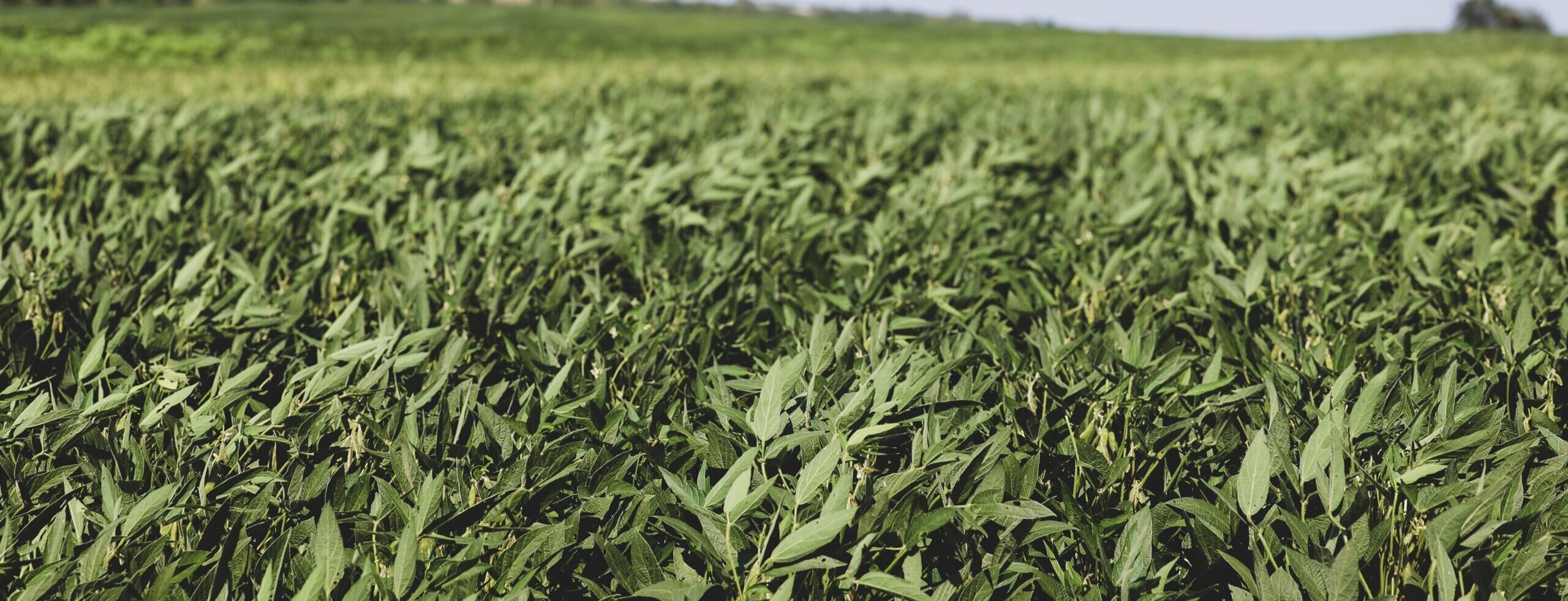 soybeans blowing in the wind.