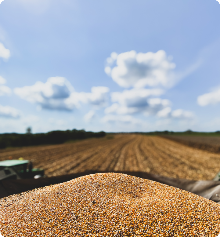 Grain in the back of a truck in a field